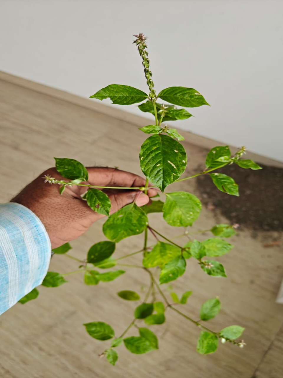 वैदिक कर्मकांड